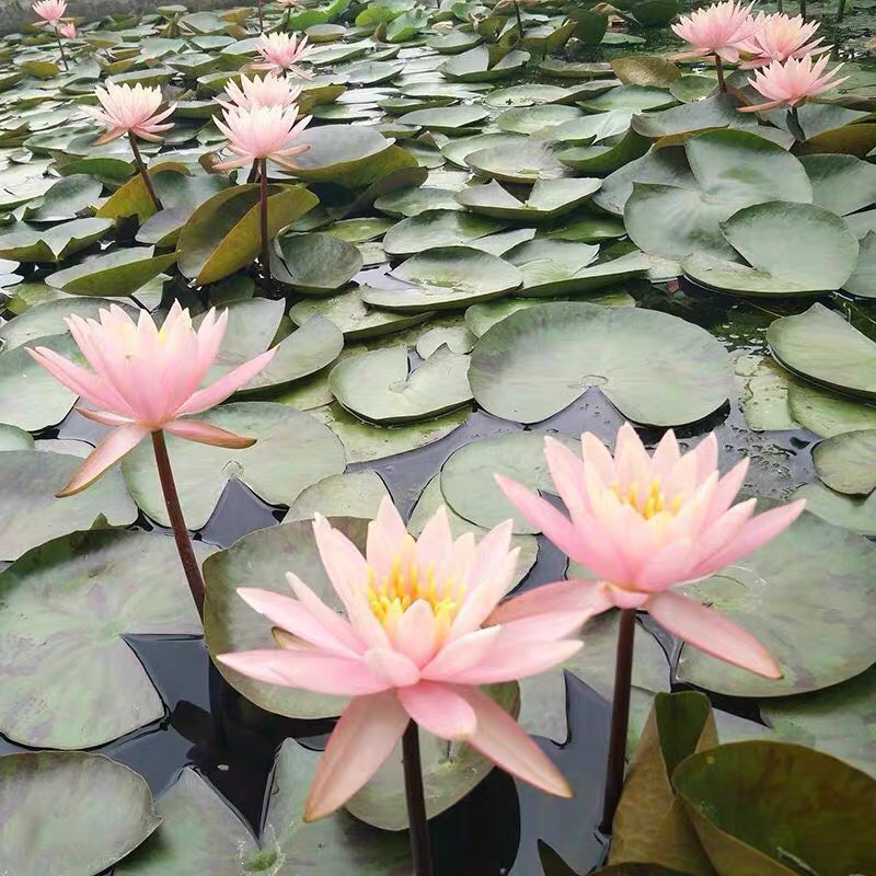 睡莲四季水生植物大睡莲根块水培睡莲碗莲荷花种藕