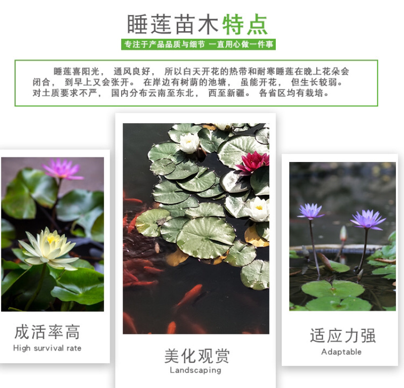 睡莲四季水生植物大睡莲根块水培睡莲碗莲荷花种藕