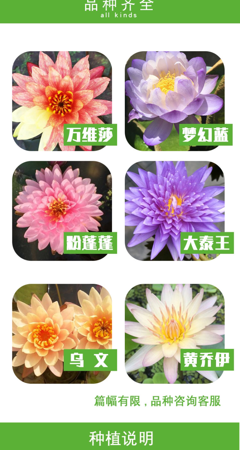 睡莲四季水生植物大睡莲根块水培睡莲碗莲荷花种藕