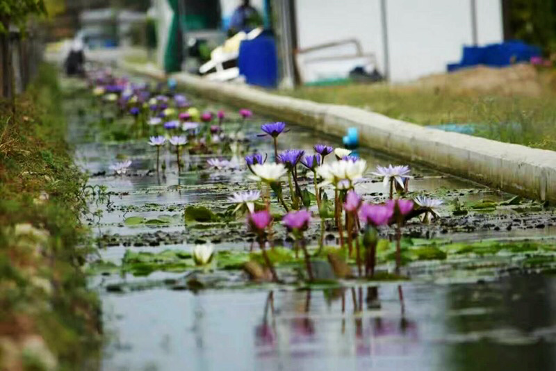 睡莲四季水生植物大睡莲根块水培睡莲碗莲荷花种藕