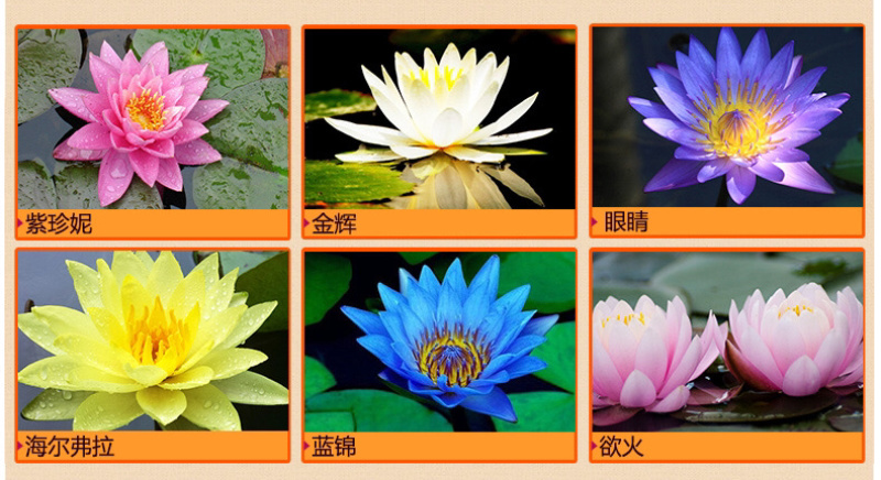 睡莲迷你睡莲根块水培植物水生根块多品种包成活