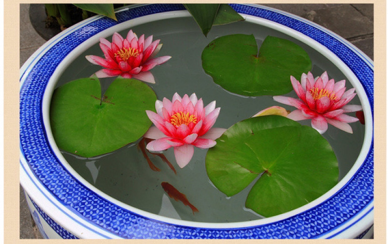 睡莲迷你睡莲根块水培植物水生根块多品种包成活