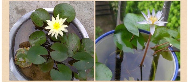 睡莲迷你睡莲根块水培植物水生根块多品种包成活