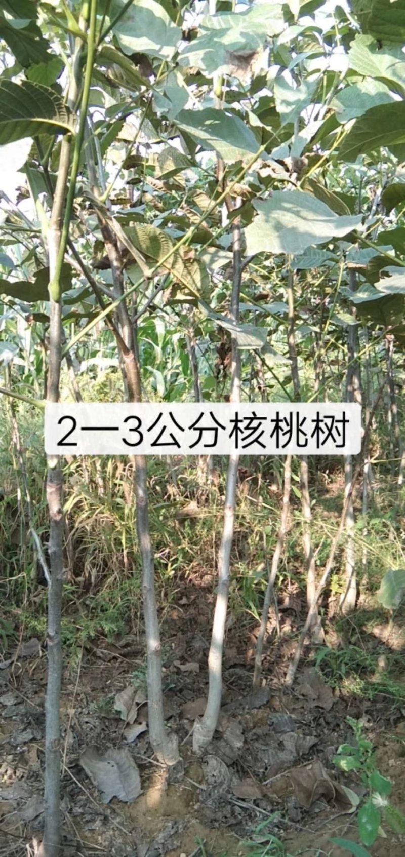 山西核桃苗，品种核桃苗，占地核桃苗，核桃苗低价出售