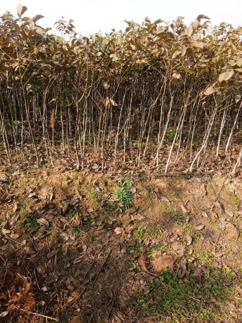 山西核桃苗，品种核桃苗，占地核桃苗，核桃苗低价出售