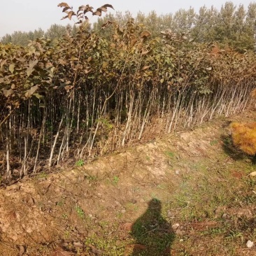 山西核桃苗，品种核桃苗，占地核桃苗，核桃苗低价出售