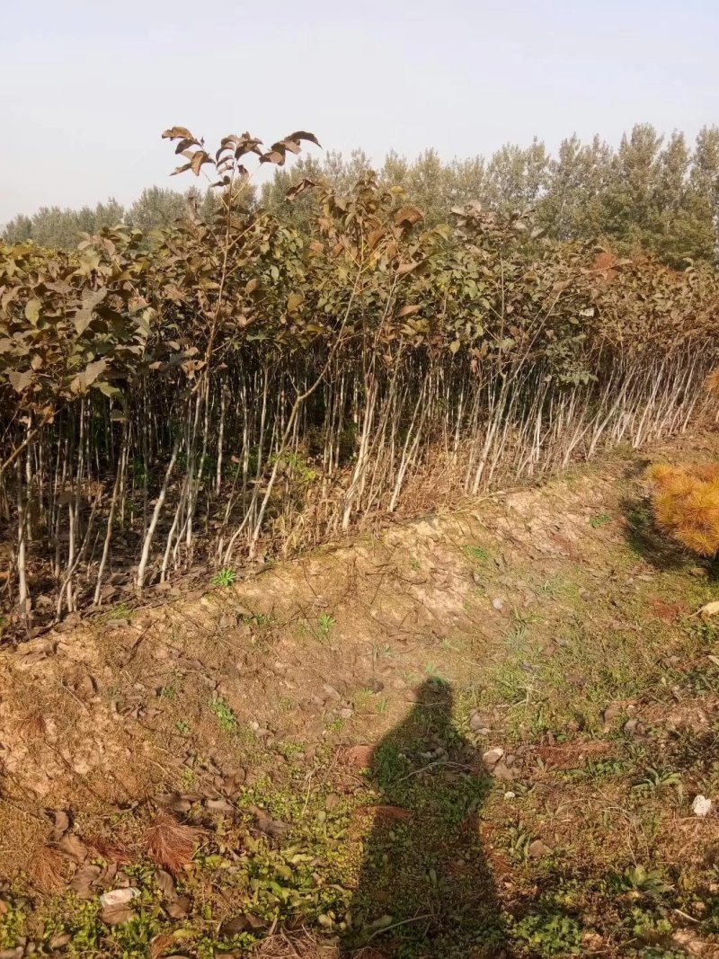 山西核桃苗，品种核桃苗，占地核桃苗，核桃苗低价出售