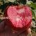 红肉苹果，苗，冰糖心红富士矮化苹果，盆栽地栽