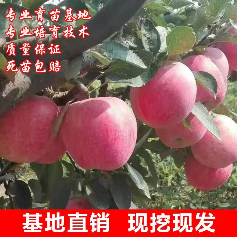 红肉苹果，苗，冰糖心红富士矮化苹果，盆栽地栽