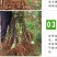 红肉苹果，苗，冰糖心红富士矮化苹果，盆栽地栽