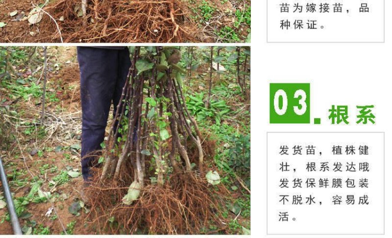 红肉苹果，苗，冰糖心红富士矮化苹果，盆栽地栽