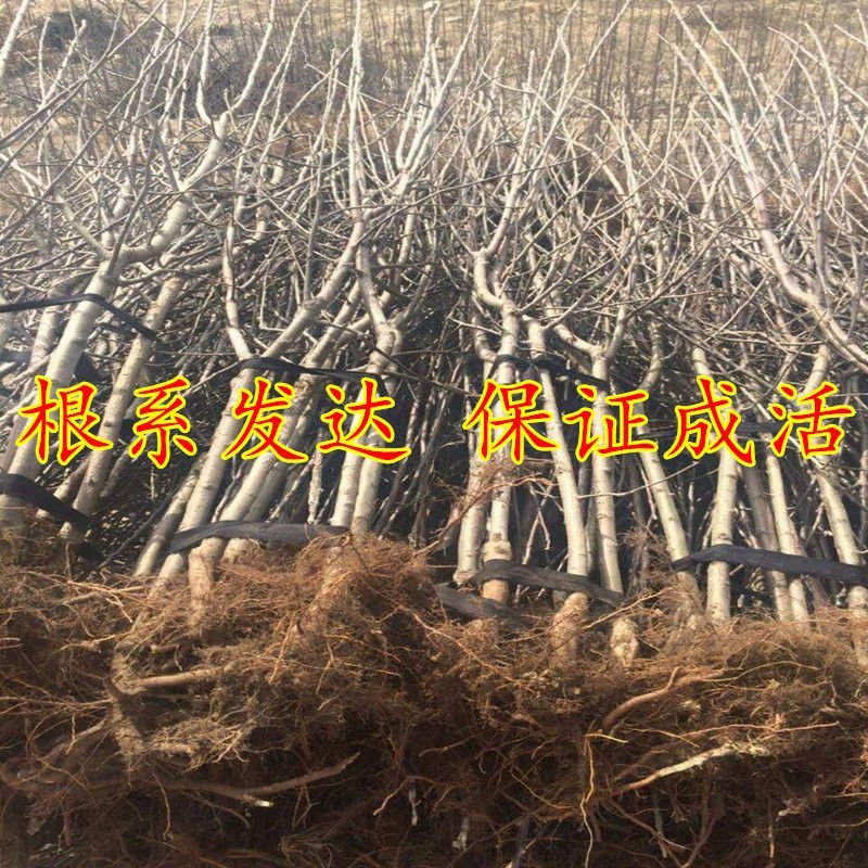 红肉苹果，苗，冰糖心红富士矮化苹果，盆栽地栽