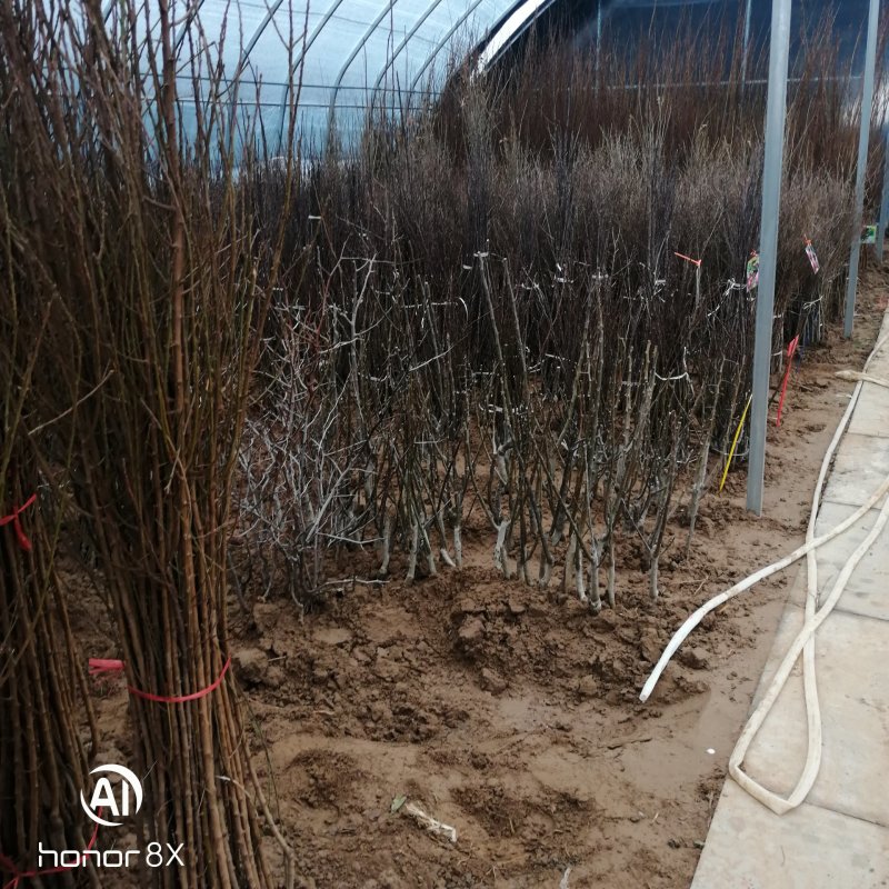 红肉苹果，苗，冰糖心红富士矮化苹果，盆栽地栽