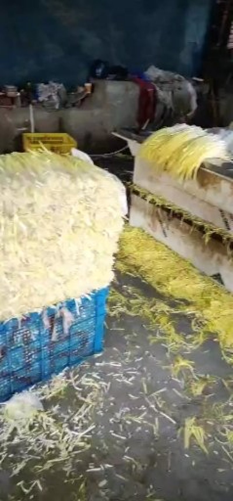 太仓本地韭黄，多年韭黄种植户