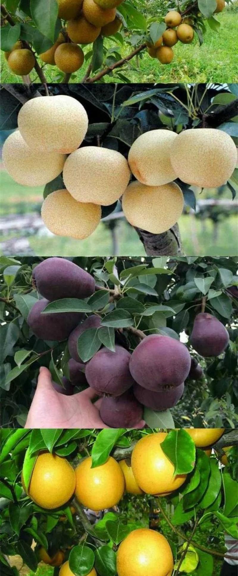 梨树苗。户外种植南北都可以种植。果子又甜。