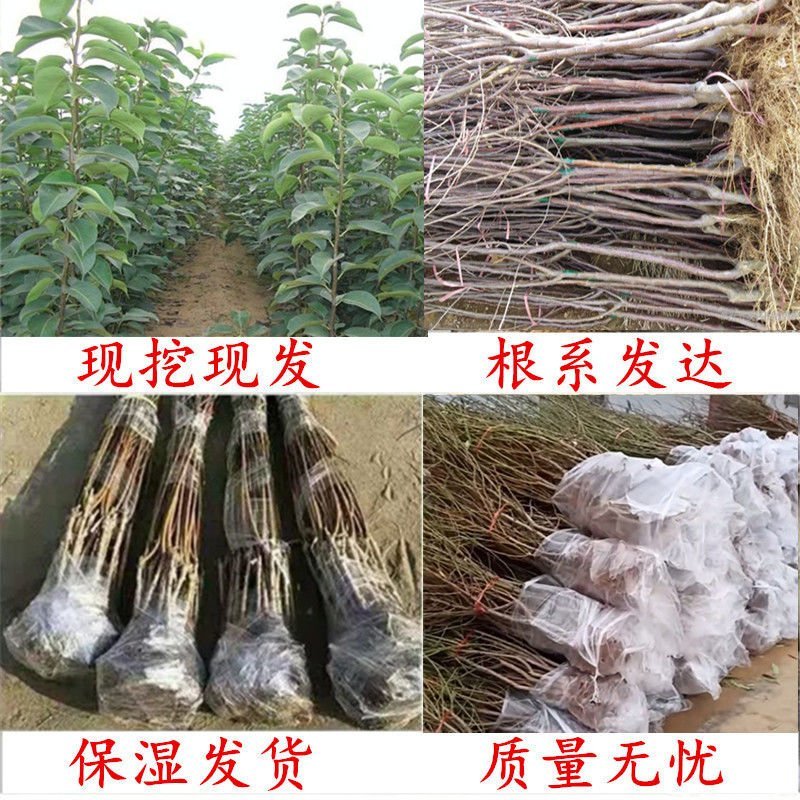 红肉苹果，苗，冰糖心红富士矮化苹果，盆栽地栽