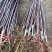 【推荐现起苗】红肉苹果苗、8月中旬成熟单果重250克左右