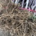【推荐现起苗】红肉苹果苗、8月中旬成熟单果重250克左右