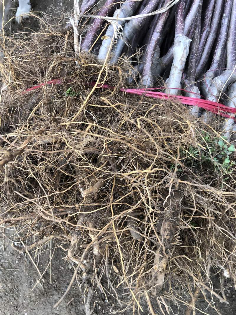 【推荐现起苗】红肉苹果苗、8月中旬成熟单果重250克左右