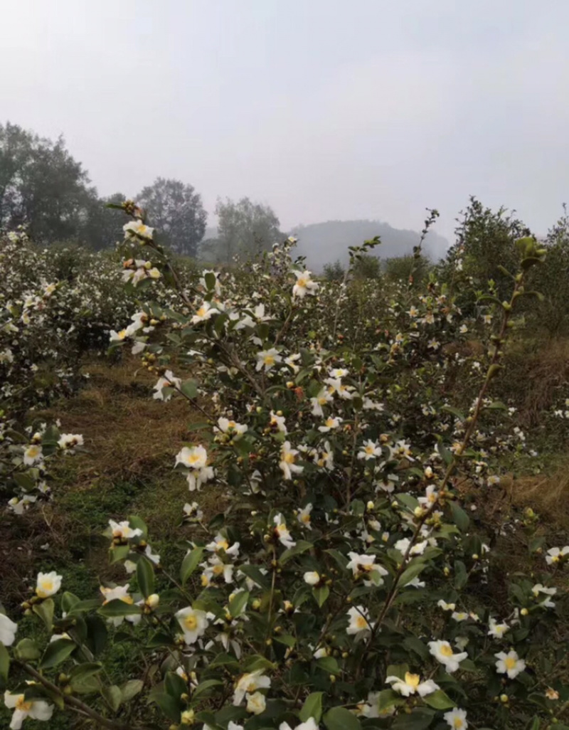长期出售优质长林系列油茶苗