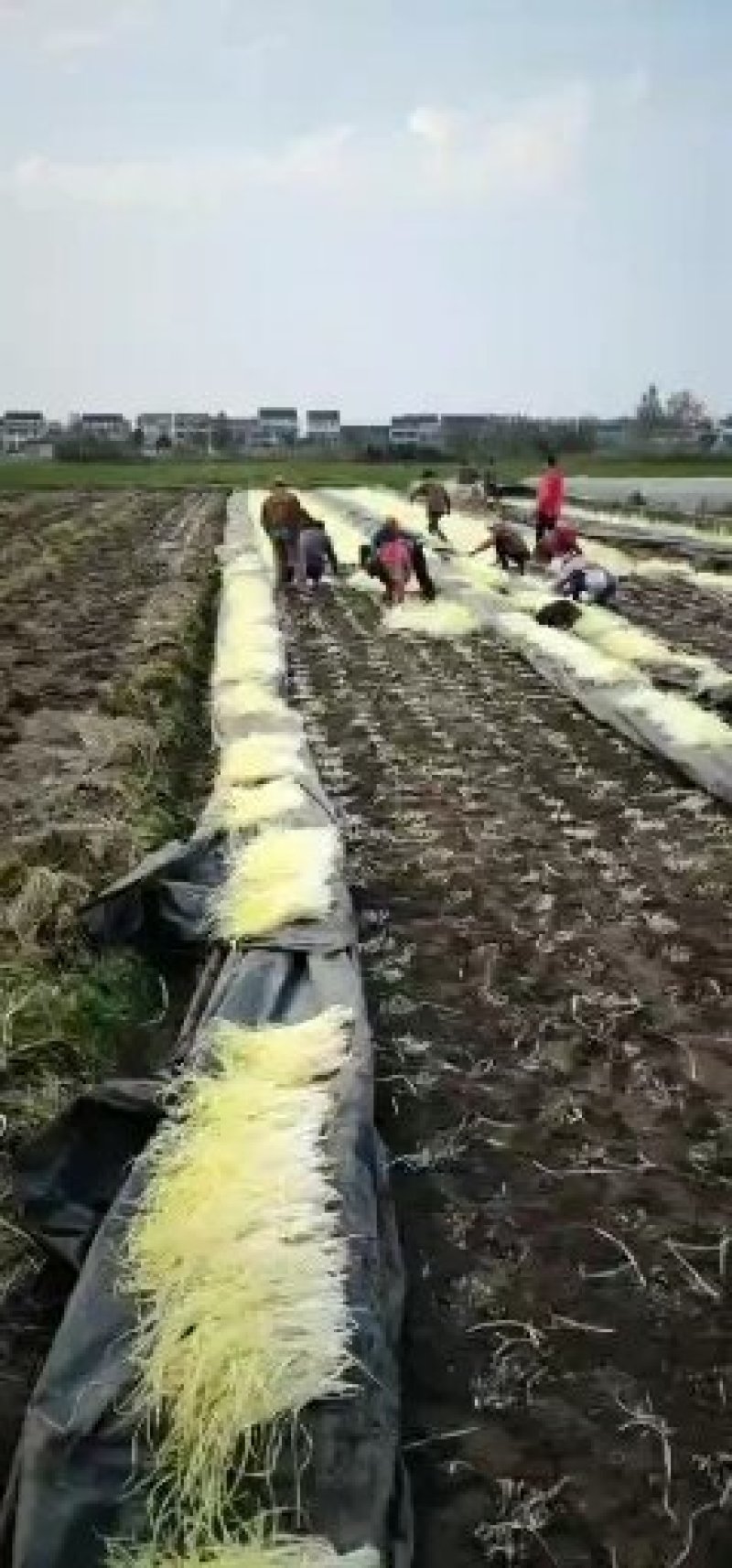 太仓本地韭黄，多年韭黄种植户
