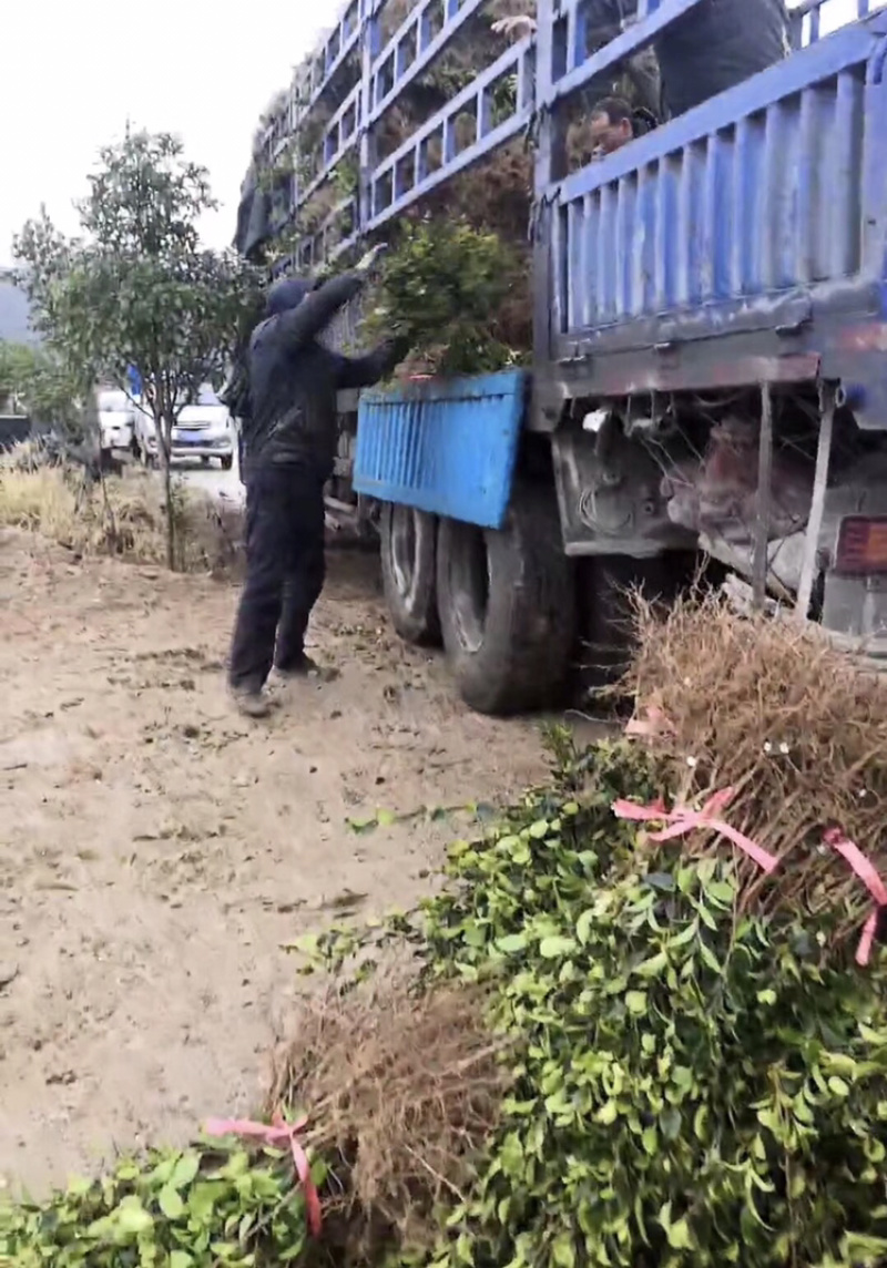 长期出售优质长林系列油茶苗