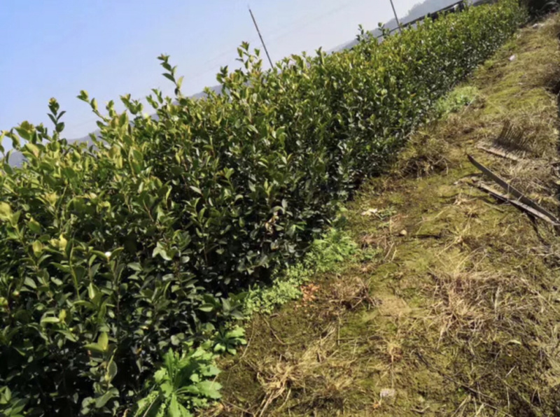 长期出售优质长林系列油茶苗