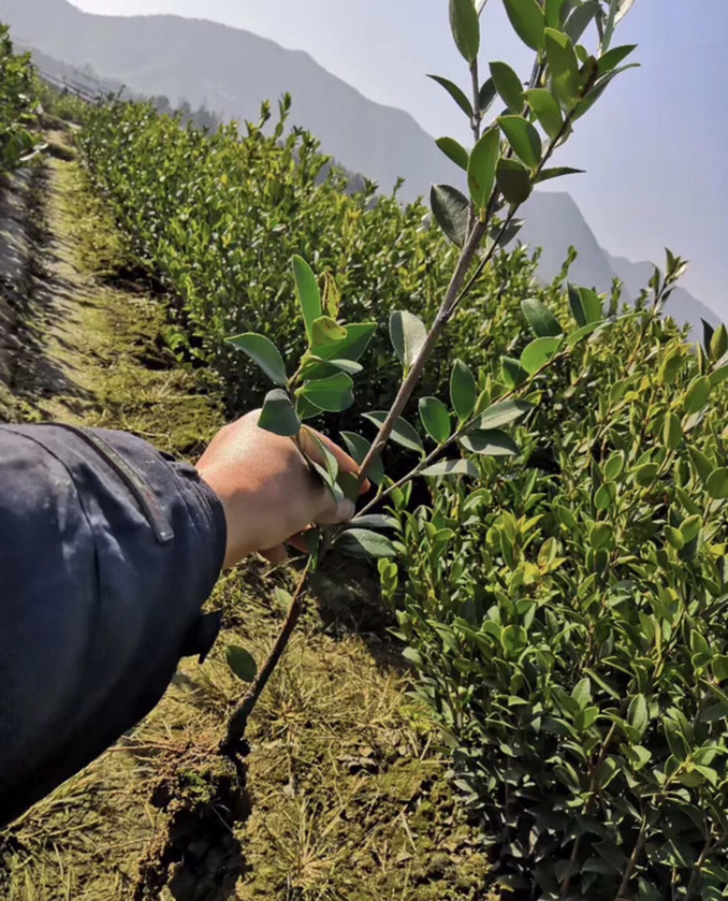 长期出售优质长林系列油茶苗