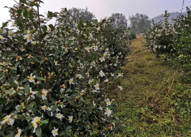 长期出售优质长林系列油茶苗
