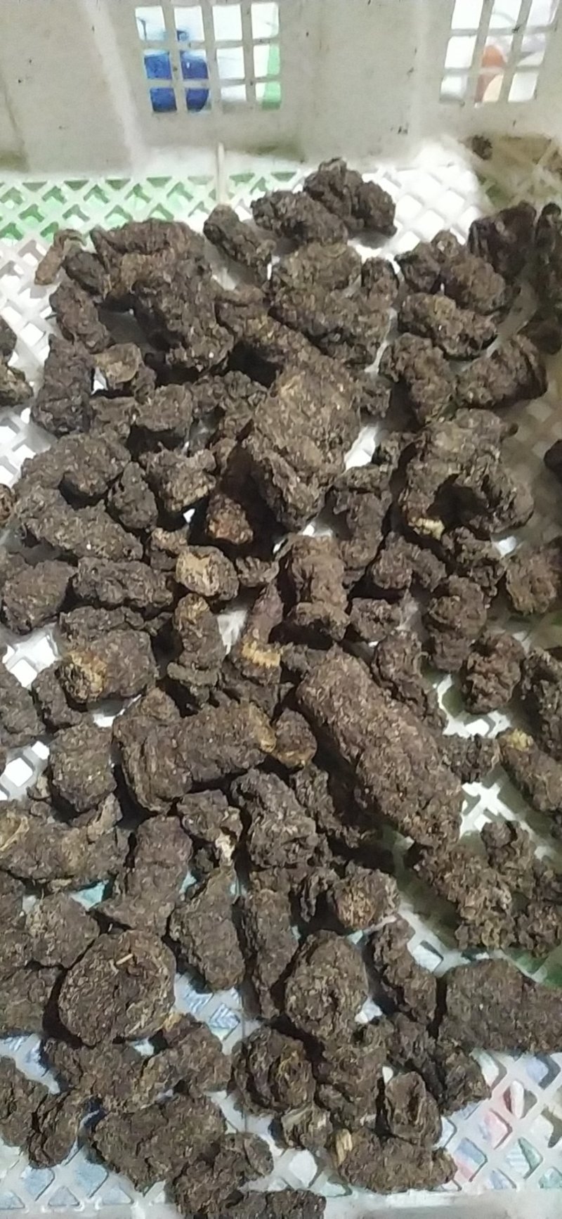 雪里见(半截烂)
