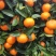 广西沃柑，60起步果面干净细皮口感好颜色红
