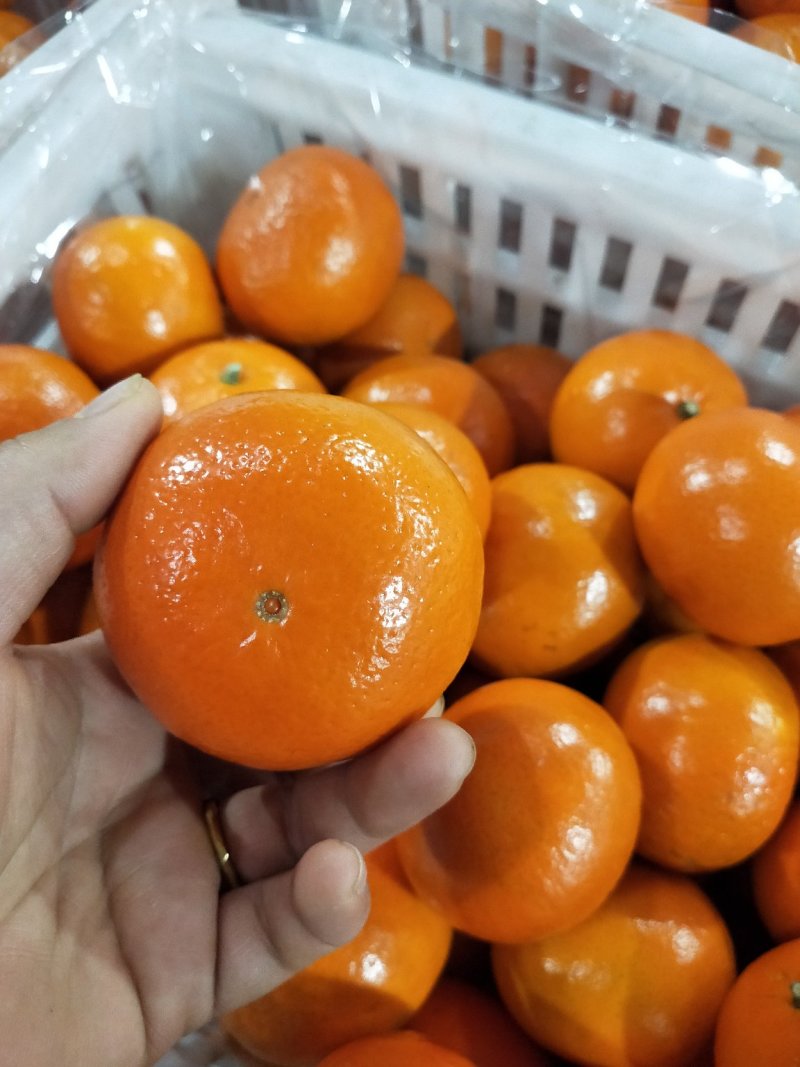 广西沃柑，60起步果面干净细皮口感好颜色红