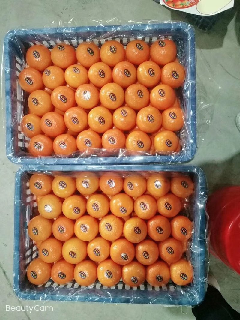 广西沃柑，60起步果面干净细皮口感好颜色红