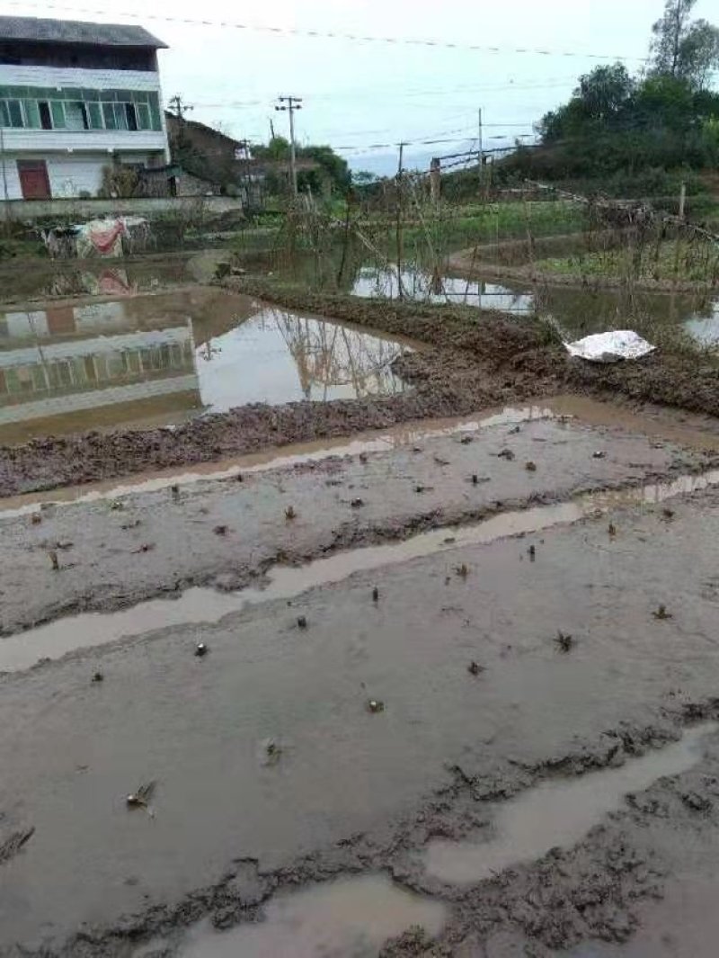 安徽省六安市大量供应早熟美人茭单季茭白苗包运费包技术
