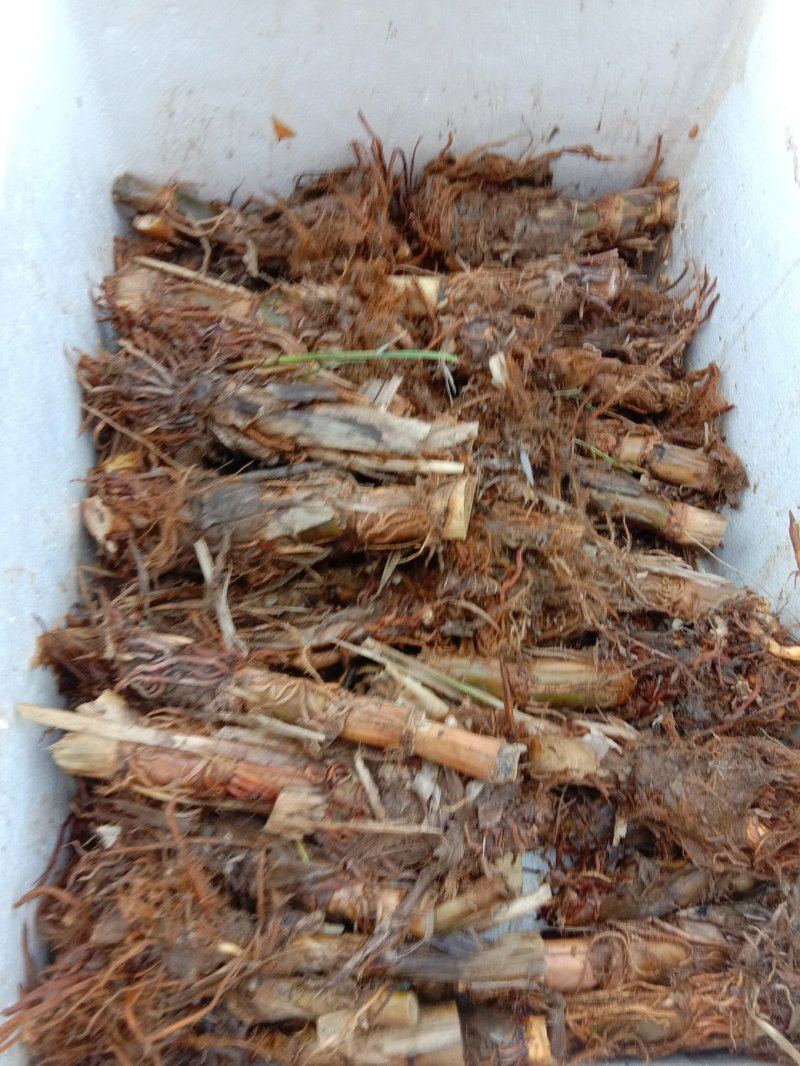 安徽省六安市大量供应早熟美人茭单季茭白苗包运费包技术