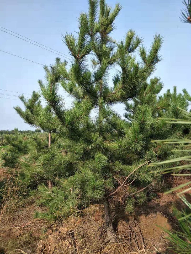 精品油松，山西油松，规格齐全占地油松，量大出售现挖现发