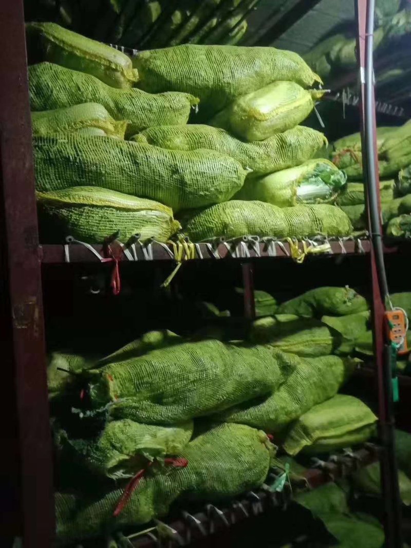 库存白菜开始出库