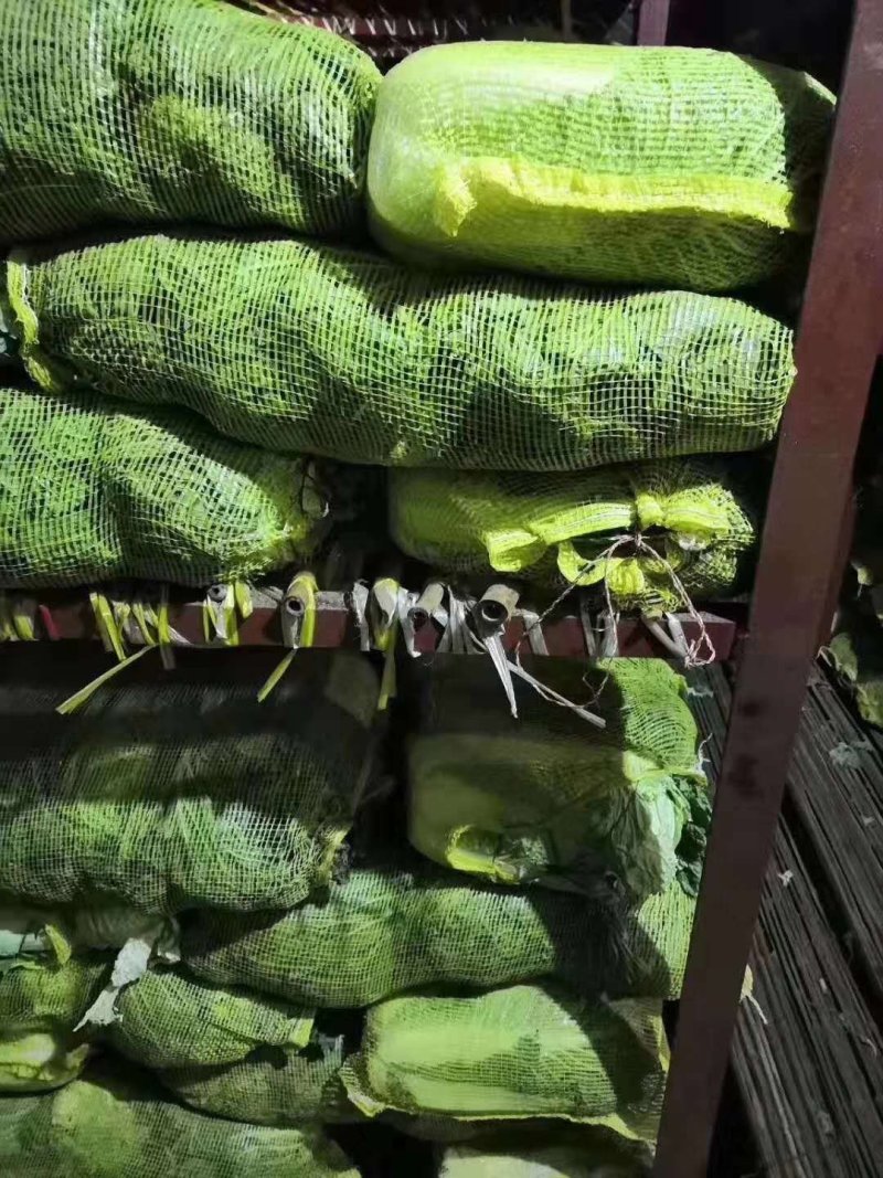 库存白菜开始出库