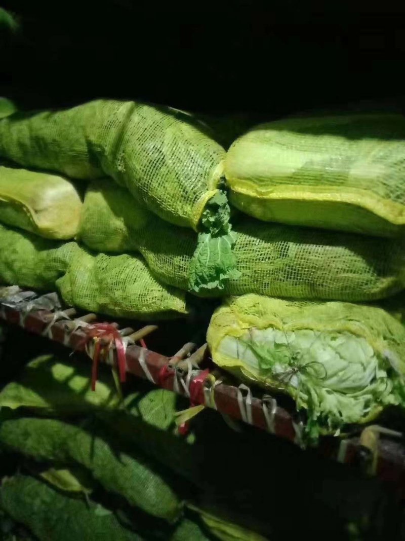 库存白菜开始出库