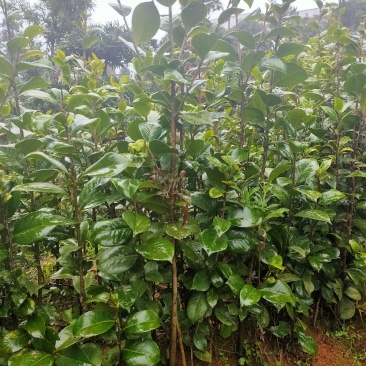 茶花苗七星茶花工程用苗