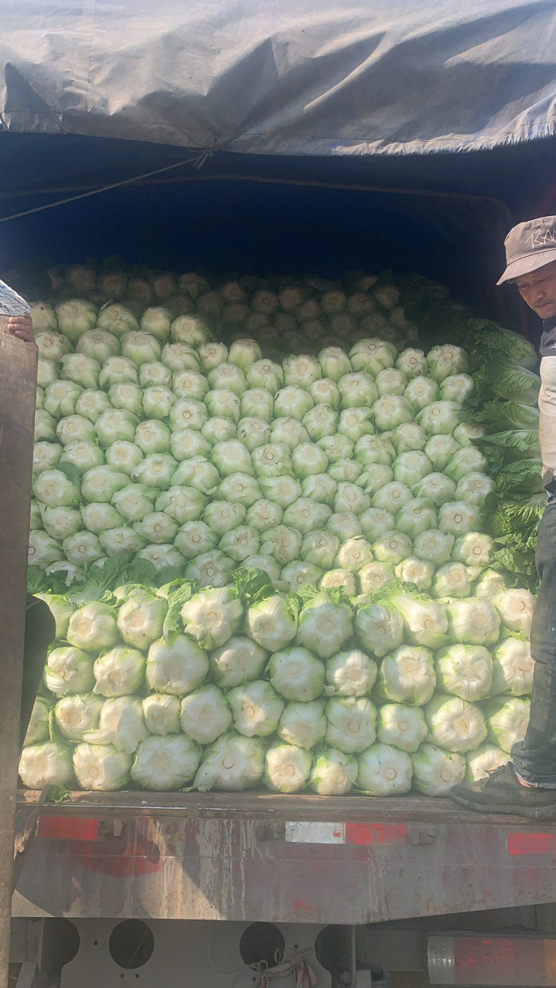 精品黄心大白菜东阳50黄心大白菜3-5斤精品黄心菜欢迎咨询