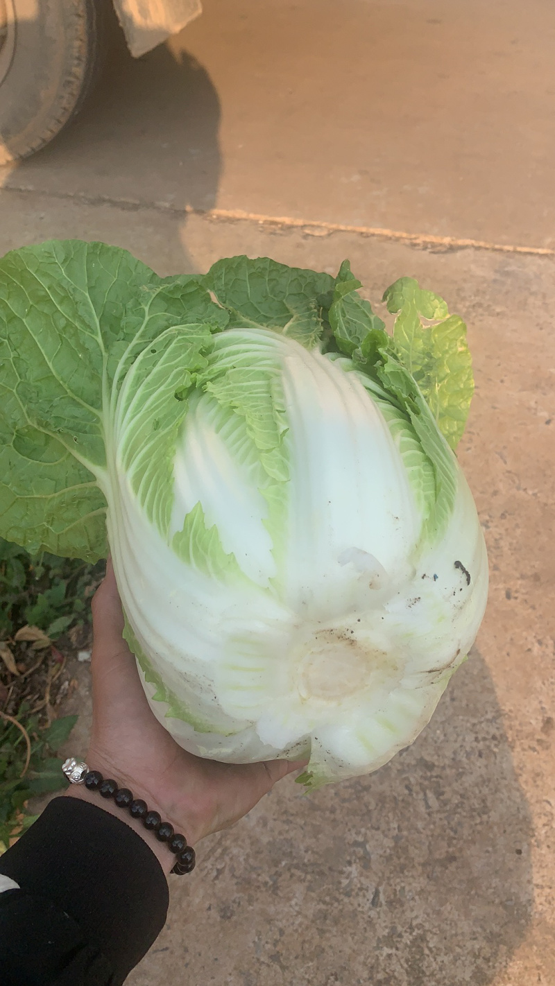 精品黄心大白菜东阳50黄心大白菜3-5斤精品黄心菜欢迎咨询