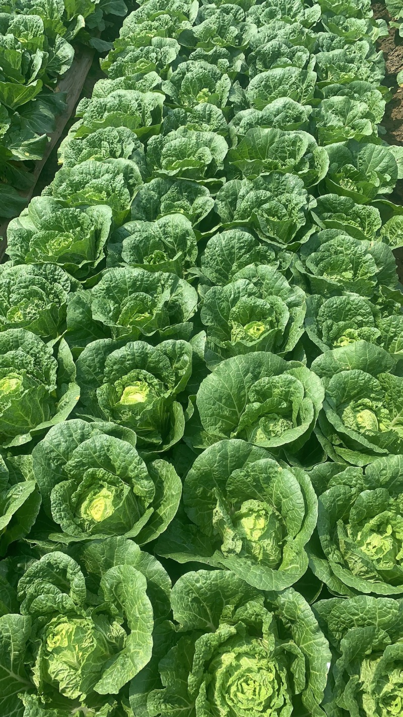 精品黄心大白菜东阳50黄心大白菜3-5斤精品黄心菜欢迎咨询