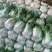精品黄心大白菜东阳50黄心大白菜3-5斤精品黄心菜欢迎咨询