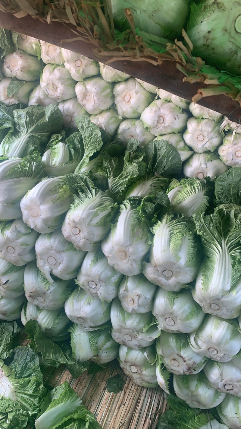 精品黄心大白菜东阳50黄心大白菜3-5斤精品黄心菜欢迎咨询