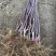 推荐热卖【纯红富士苹果苗】品种优良有质量，价格优势