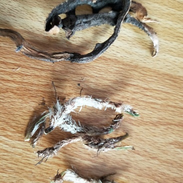 骨碎补
