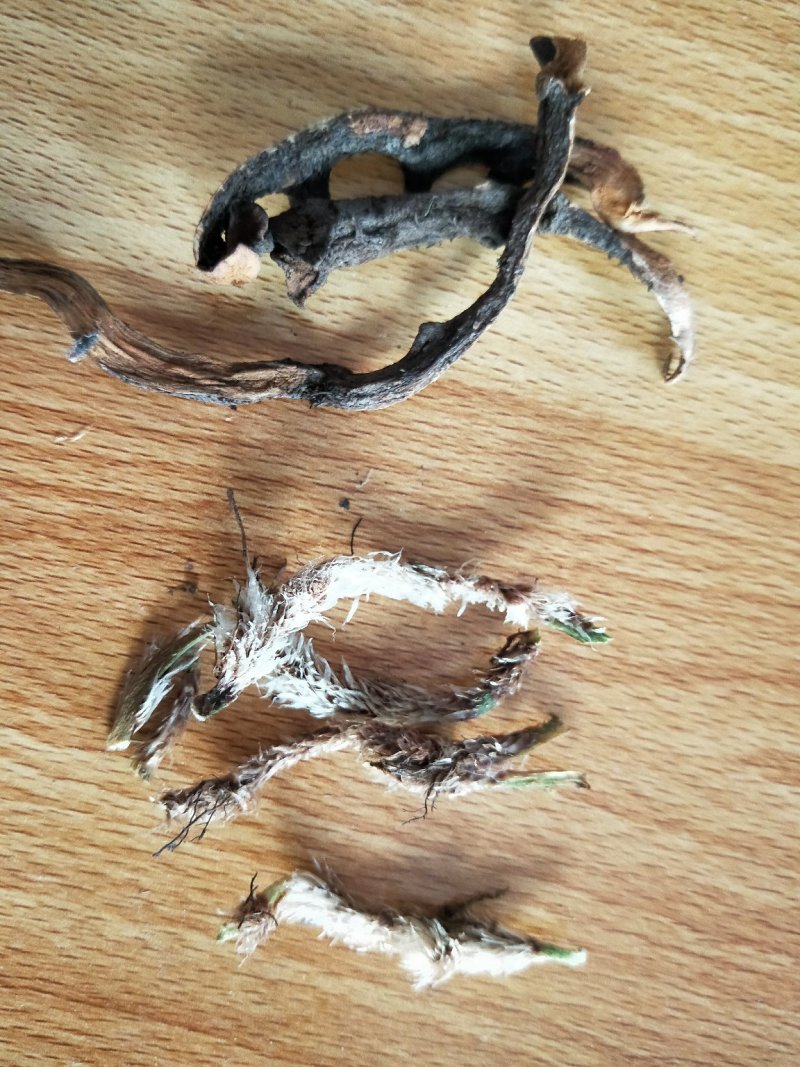 骨碎补