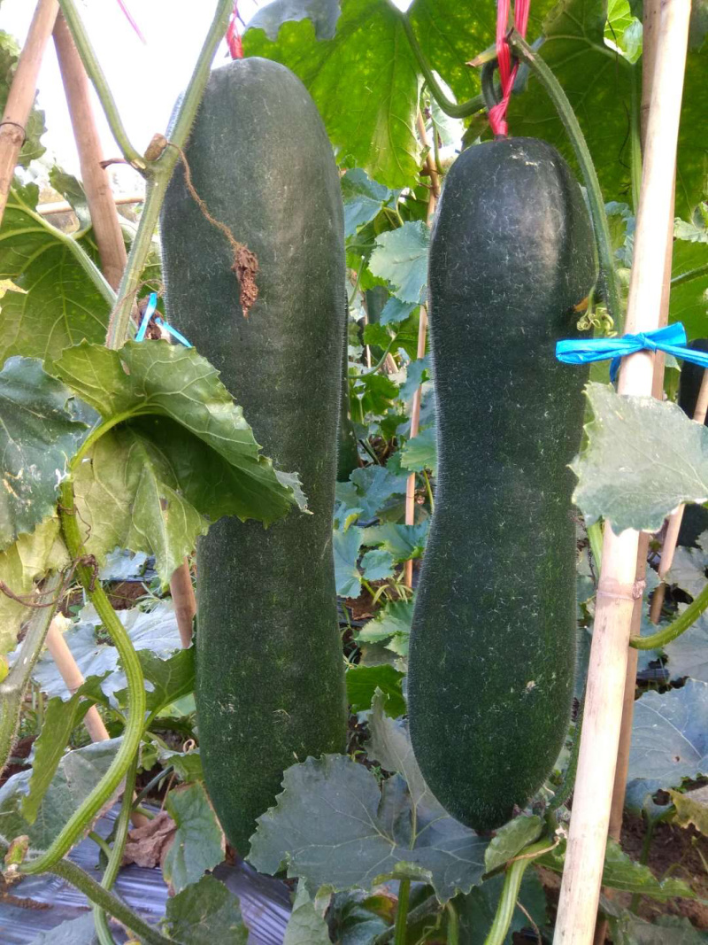 海南黑皮冬瓜