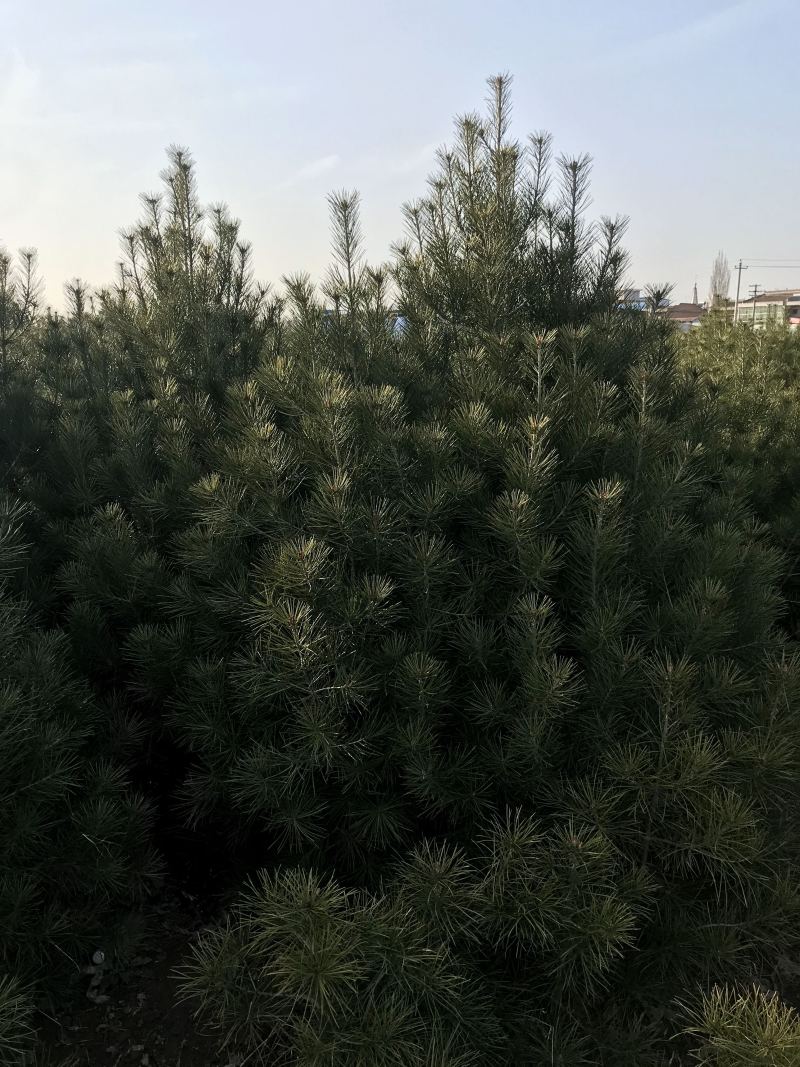 绿化白皮松1.5~3米